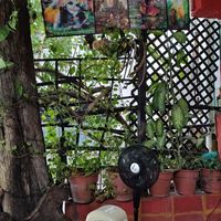  at Gopals - Vegetariano's in Cancun