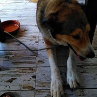 It's a pet friendly cafe so you can go with your dog and they will bring him/her a ceramic bawl with water. at Brio in Tarifa