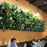 Living wall  at Lovin' Oven in Frenchtown