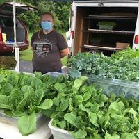 Lettuce vendor at Stow Farmers Market in Stow