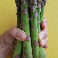 Espárragos

Los favoritos de la cocinera :) at La Suculenta in Guayaquil