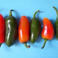 Jalapenos at La Suculenta in Guayaquil