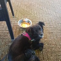 Happy hond at De Waldhoorn in Otterlo