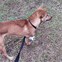 Recently amputated at Pete's Mission Animal Rescue Shelter in Pai