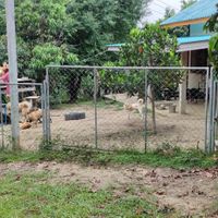 Main enclosure at Pete's Mission Animal Rescue Shelter in Pai