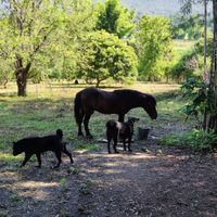 The horse with some dogs at Pete's Mission Animal Rescue Shelter in Pai
