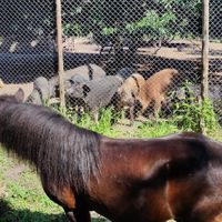 The horse receiving one of the pigs' bananas at Pete's Mission Animal Rescue Shelter in Pai