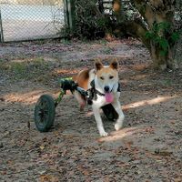  at Pete's Mission Animal Rescue Shelter in Pai