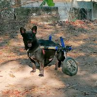  at Pete's Mission Animal Rescue Shelter in Pai
