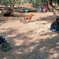  at Pete's Mission Animal Rescue Shelter in Pai