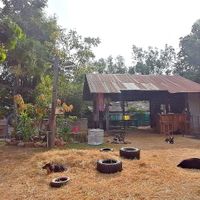  at Pete's Mission Animal Rescue Shelter in Pai