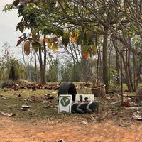   at Pete's Mission Animal Rescue Shelter in Pai
