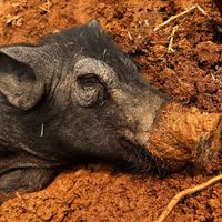   at Pete's Mission Animal Rescue Shelter in Pai