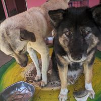  at Pete's Mission Animal Rescue Shelter in Pai