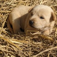  at Pete's Mission Animal Rescue Shelter in Pai