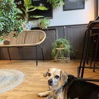 Dog friendly    at Seitan Hustle in Fleetwood