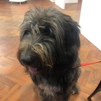 Sirius, the rescue Spanish street dog at Earth Arts & Culture Cafe in Brighton