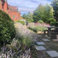 The lavender garden at Earth Arts & Culture Cafe in Brighton