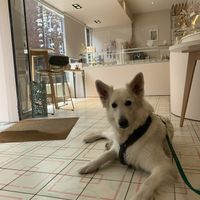 Hundefreundlich   at Les Gâteaux de Margot in Amiens