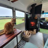 Log fire and a cat for maximum cosy feelings  at Skool Beans in Vik