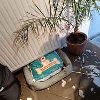  at Lucifer Lives in Brussels