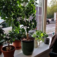  at SĪTÚ Coffee & Tea in Prague