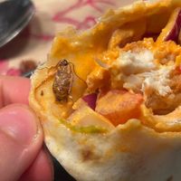  Very poor quality.
-Missing Fries
-Their driver which delivered didn’t even say hello just stared me in the eyes.
-But what really went too far is THE COCKROACH in my wrap !! at Vital Meals in Dusseldorf