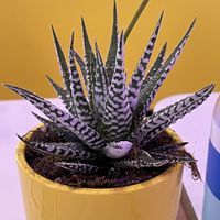 Nice table decoration   at Club Mexicana - Soho in London