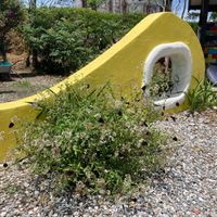 This bush is mysteriously attractive to these butterflies. at Tiě ZhǎngGuì Chá Shě MínSù 鐵掌櫃茶舍民宿 in Fuli