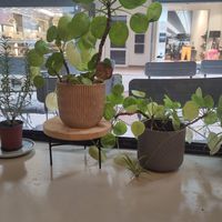  at Seed in Luxembourg City