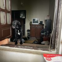 The rescue puppies   at Delicias Naturales in Popayan