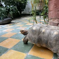Tor the turtle   at Delicias Naturales in Popayan