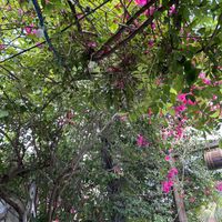 beautiful green outdoor seating   at Ole Ole in Zakynthos