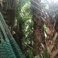 Hammock at Lotus Cafe in Panama City Beach