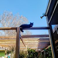 Garden kitty at Lotus Cafe in Panama City Beach