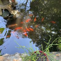   at Lotus Cafe in Panama City Beach