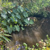   at Lotus Cafe in Panama City Beach