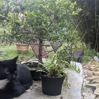 Peaceful 🧘‍♀️  at Lotus Cafe in Panama City Beach