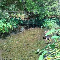 Zen garden at Lotus Cafe in Panama City Beach