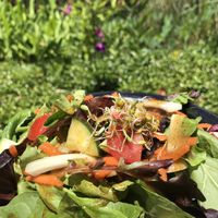 Balsamic salad at Lotus Cafe in Panama City Beach