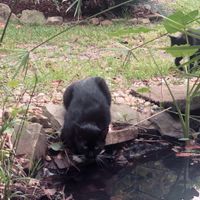 The cats just walk right up to you  at Lotus Cafe in Panama City Beach