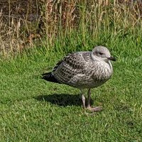 Young gull sitting by bench close to Siaway at Siaway Fish & Chips in Isle Of Skye