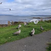 Gulls  at Siaway Fish & Chips in Isle Of Skye