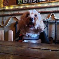 Dog at table in pub at The Crafty Baa in Windermere