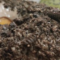  at La Beignerie in Montreal