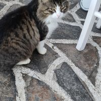 Cat at the restaurant at Gioma Meze in Crete