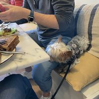 Very dog friendly! at Bloomy Market in Setubal