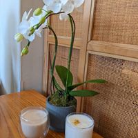 Hot rice milk-based drinks at Vegegood 素来很好 in Shanghai