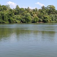 Crocodile in the lake next to the restaurant at Kola in Koggala