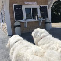 Patiently waiting for vegan ice cream! at Sweet Izzy in Harwich Port